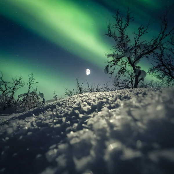 Kuzey Işıkları Norveç Karla Kaplı Bir Ormanın Üzerinde — Stok fotoğraf