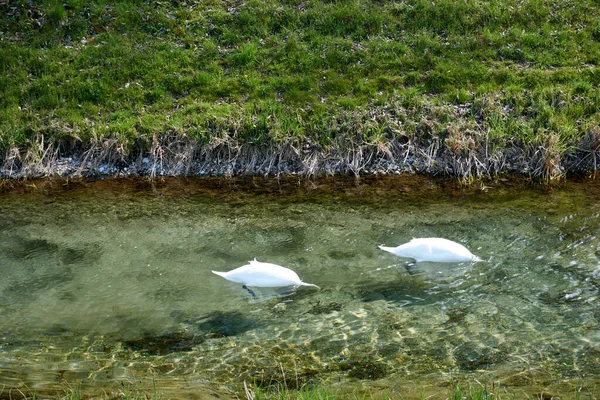 湖中飘扬着美丽的天鹅 — 图库照片