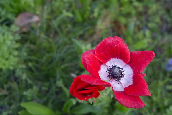 Tiro Seletivo Foco Uma Flor Vermelha Que Cresce Jardim — Fotografia de Stock