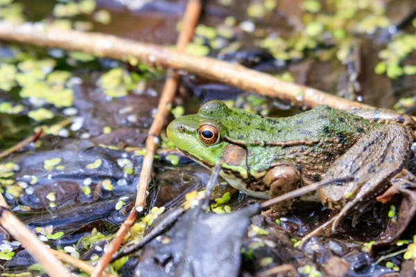 Selektivní Záběr Zelené Žáby Známé Také Jako Rana Clamitans Stojící — Stock fotografie