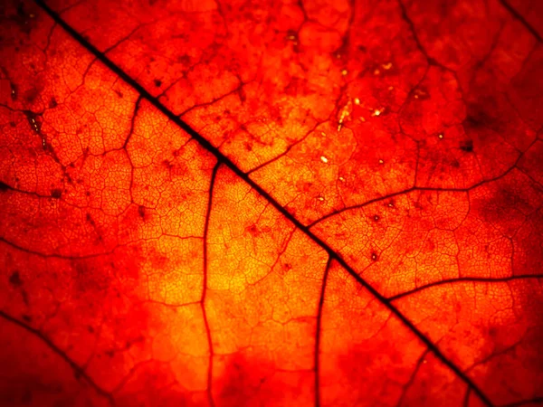 Jasně Červenooranžová Textura Podzimního Javorového Listu — Stock fotografie
