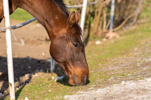 Tiro Close Cavalo Marrom Fazenda Comendo Grama — Fotografia de Stock