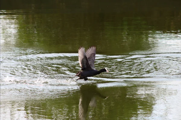 Ein Blässhuhn Fliegt Über Den Teich — Stockfoto