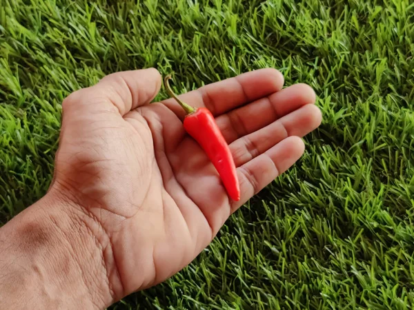 Tiro Close Uma Mão Masculina Com Pimenta Vermelha Grama Verde — Fotografia de Stock