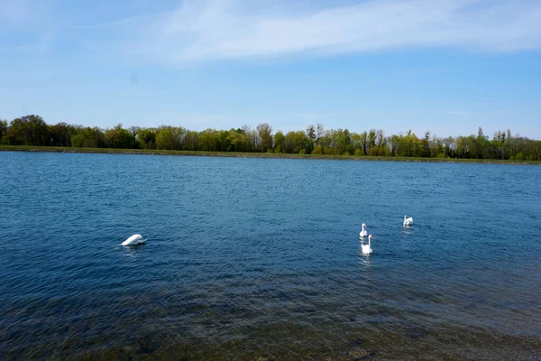 Красиві Лебеді Плавають Озері — стокове фото