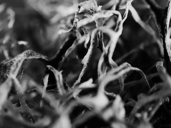 Plan Macro Monochrome Une Mousse Arbre Pseudevernia Furfuracea Mise Point — Photo