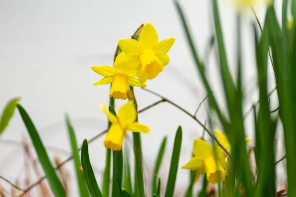 Een Close Van Mooie Levendige Narcissen Wazige Achtergrond — Stockfoto