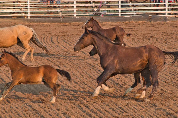 Primer Plano Hermosos Caballos Marrones Galopando Paddock —  Fotos de Stock