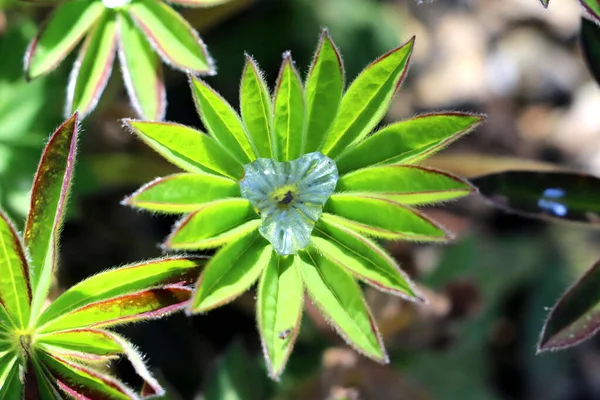 Ένα Κοντινό Πλάνο Ενός Πράσινου Φύλλου Φυτού Λούπινου — Φωτογραφία Αρχείου