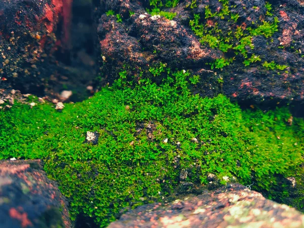 青苔生长在石头上的顶视图 — 图库照片