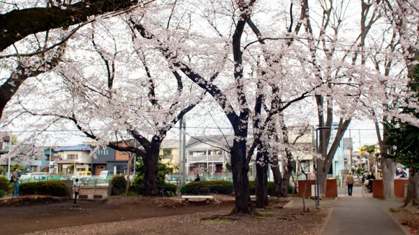 木々の上に花が咲く都市公園の美しいショット — ストック写真