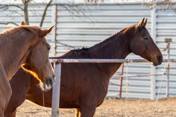 Primer Plano Caballos Marrones Granja Detrás Las Vallas —  Fotos de Stock