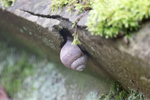 川の上のセメントの壁にカタツムリのクローズアップショット — ストック写真