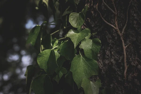 Primo Piano Della Pianta Edera Verde Lascia Salire Albero — Foto Stock