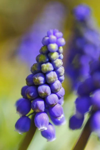 Vertikální Záběr Hroznové Hyacinty Zeleném Rozmazaném Pozadí — Stock fotografie