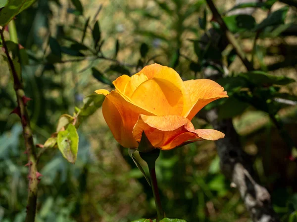 Närbild Blommande Apelsinblomma Grönskan — Stockfoto