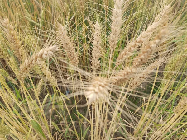 Closeup Shot Golden Wheat Field — Stock Photo, Image