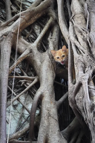 木の根の上の若い猫の垂直ショット — ストック写真