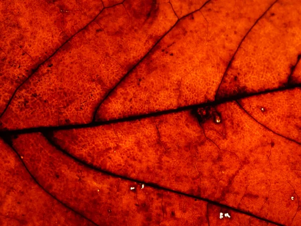 Jasně Oranžová Textura Poškozeného Podzimního Listu — Stock fotografie