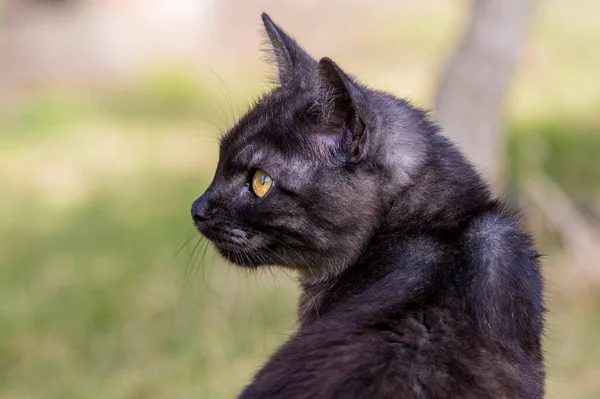 Enfoque Selectivo Gato Negro Con Vegetación Fondo — Foto de Stock