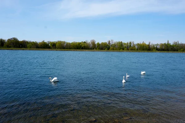 Belos Cisnes Flutuando Lago — Fotografia de Stock