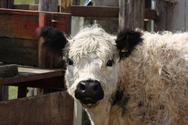 헛간에 하일랜드 소처럼 보이는 나막신 — 스톡 사진