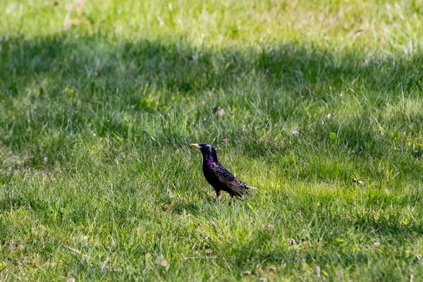 Een Prachtig Schot Van Een Gemeenschappelijke Spreeuw Staand Het Gras — Stockfoto