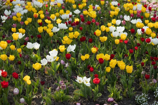 Гарний Знімок Свіжих Різнокольорових Тюльпанів Парку — стокове фото