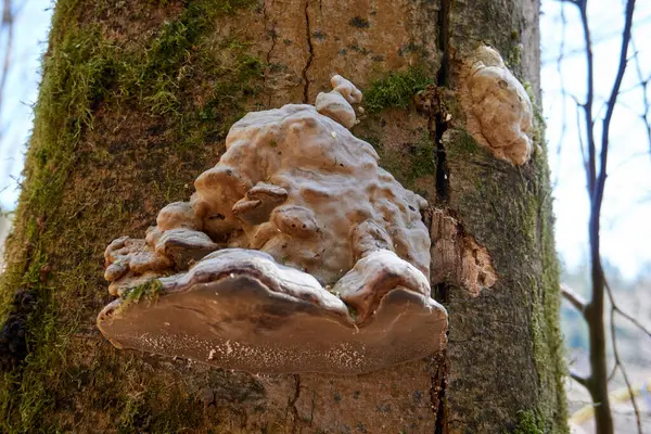 나무의 줄기에 자라고 곰팡이의 — 스톡 사진