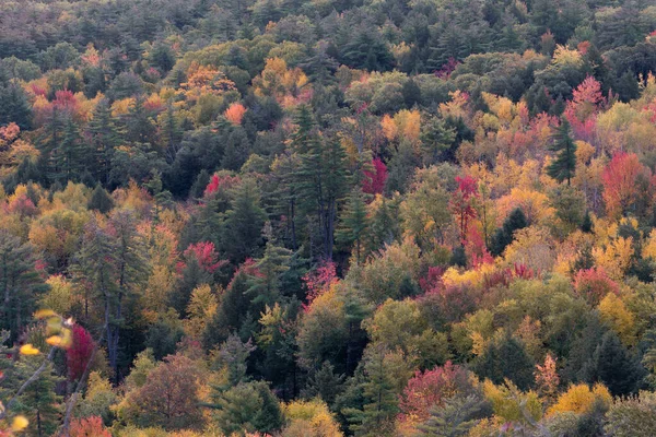 Eine Luftaufnahme Eines Schönen Dichten Waldes Mit Bunten Bäumen Von — Stockfoto
