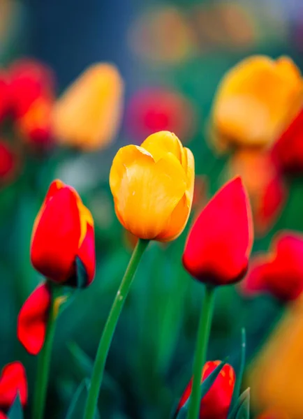 Gros Plan Vertical Belles Tulipes Jaunes Rouges — Photo