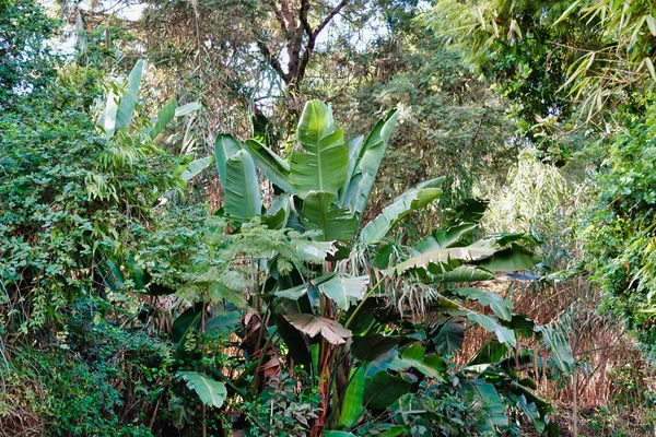 Krásný Výhled Tropické Stromy Velkými Listy — Stock fotografie