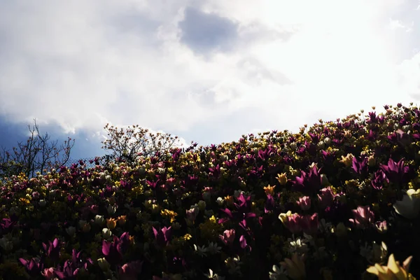 Plan Pittoresque Fleurs Sauvages Fleurissant Dans Une Prairie Avec Ciel — Photo
