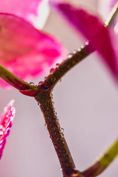 Een Verticale Shot Rode Orchideeën Met Regendruppels Hen Onder Lichten — Stockfoto