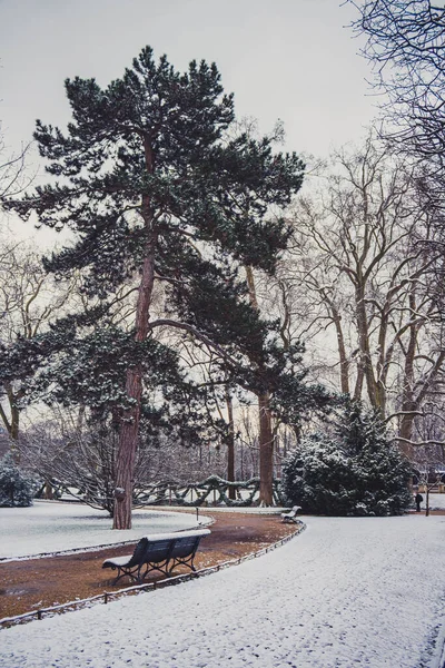 Colpo Verticale Degli Alberi Una Panchina Legno Nel Parco Invernale — Foto Stock