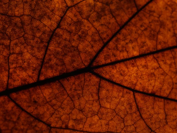 Textura Uma Folha Outono Marrom Com Veias Pretas — Fotografia de Stock