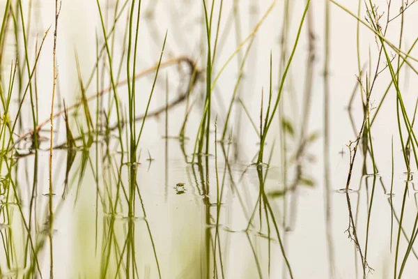 Une Concentration Sélective Herbes Poussant Sur Une Zone Marécageuse — Photo