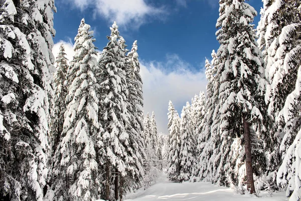 Bosque Coníferas Cubierto Nieve Fotos De Stock