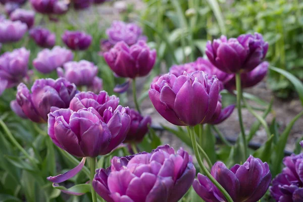 Une Mise Point Sélective Tulipes Violettes Poussant Dans Beau Jardin — Photo