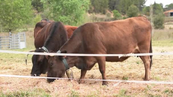 Vaches Dans Pâturage — Video