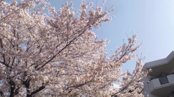 Blommande Träd Våren — Stockvideo