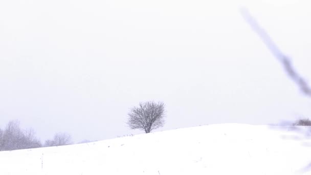 Tempo Nevado Floresta Inverno — Vídeo de Stock