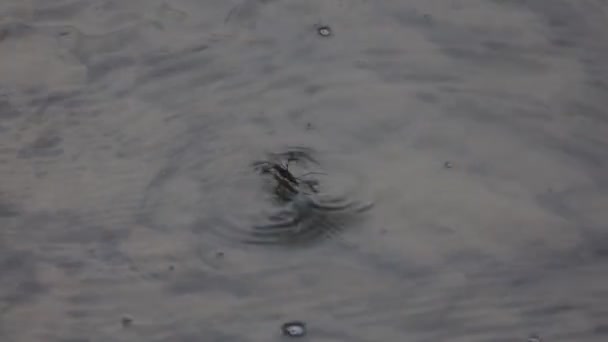 Una Araña Agua Jugando Estanque — Vídeo de stock