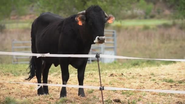 Uma Vaca Preta Com Marcas Orelha Dentro Uma Cerca Elétrica — Vídeo de Stock
