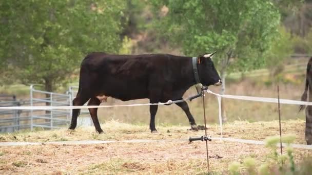 Eine Herde Schwarzer Kühe Mit Ohrmarken Läuft Durch Einen Elektrozaun — Stockvideo