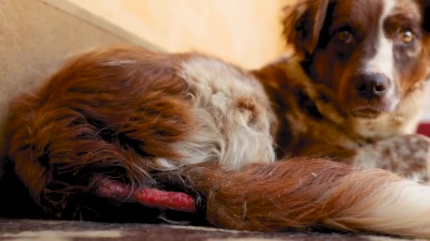 床に寝そべってる可愛い犬 — ストック動画