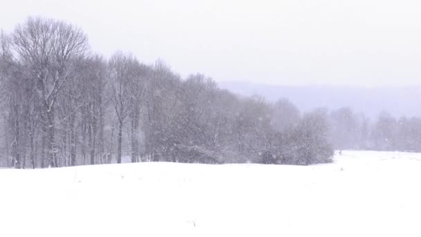 Uma Paisagem Florestas Cobertas Neve Durante Queda Neve Sob Céu — Vídeo de Stock