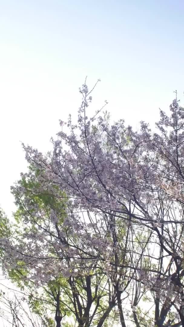 Virágzó Fák Tavasszal — Stock videók