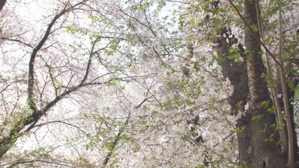 Blooming Trees Spring — Stock Video