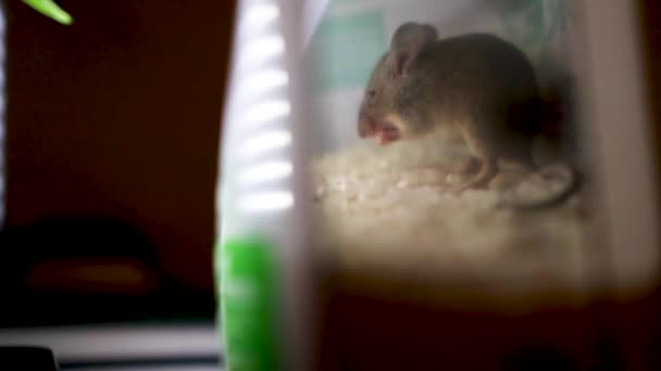 Hdで撮影されたぼやけた背景を持つ光の下でトウモロコシを食べる家のマウスの選択的な焦点 — ストック動画